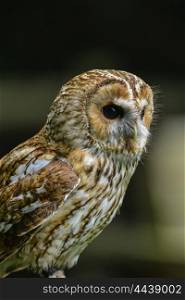Beautiful portrait of Tawny Owl Strix Aluco