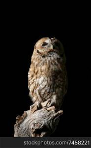 Beautiful portrait of Tawny Owl Strix Aluco isolated on black in studio setting with dramatic lighting
