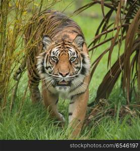Beautiful portrait of tiger Panthera Tigris walking through long. Stunning portrait of tiger Panthera Tigris walking through long grass in vibrant landscape