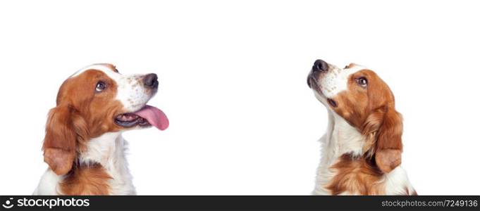 Beautiful portrait of two dogs looking up isolated on a white background