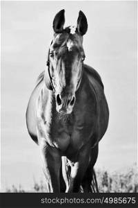 beautiful portrait of wonderful bay sportive stallion. sunny enening