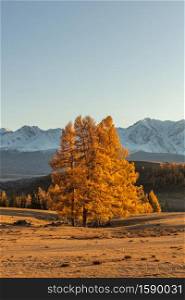 Beautiful portrait size shot of a golden tree in the foreground and white snowy mountains in the background. Fall time. Sunset. Altai mountains, Russia. Golden hour.. Beautiful portrait size shot of a golden tree in the foreground and white snowy mountains in the background. Fall time. Sunset. Altai mountains, Russia. Golden hour