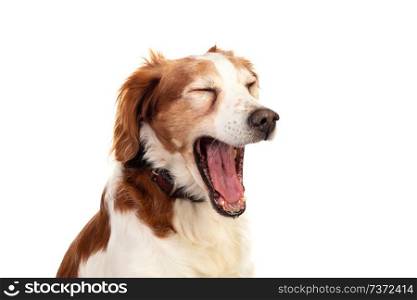 Beautiful portraits of a dog yawning isolated on a white background