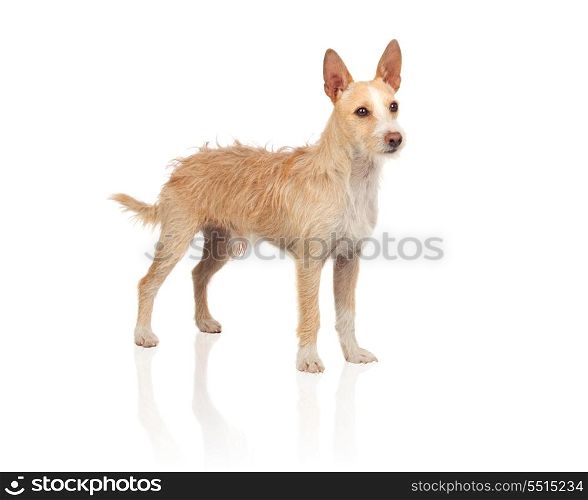 Beautiful portuguese hound isolated on white background