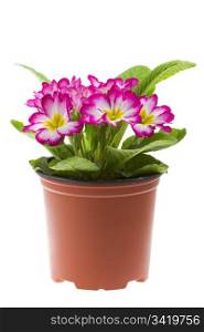 Beautiful primrose in a flowerpot isolated on white