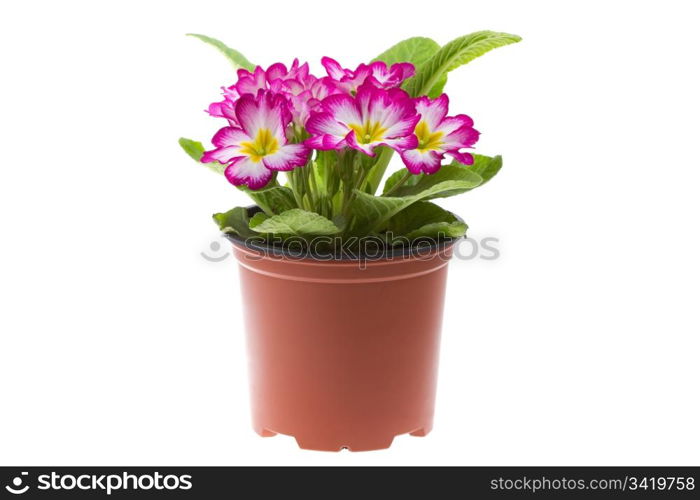 Beautiful primrose isolated on white