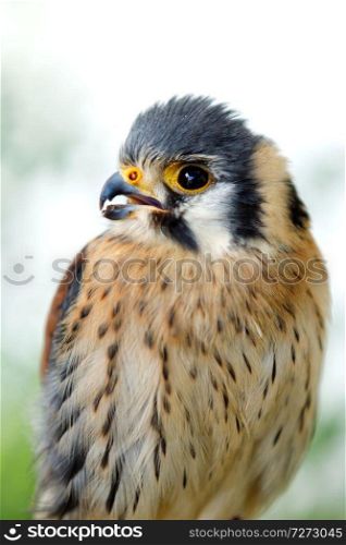 Beautiful profile of a kestrel in the nature with a natural background