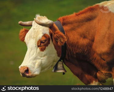 Beautiful profile portrait of a white and brown hereford cow wearing a bell. Hereford cow portrait and bell