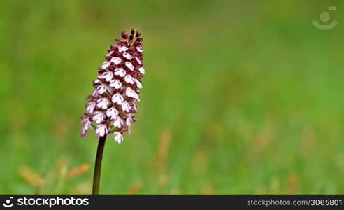 Beautiful protected plant (Lady orchid)
