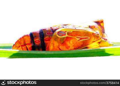 Beautiful pupa is hanging on green leaf isolated on white background