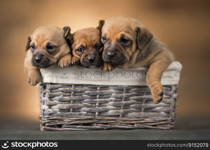 Beautiful puppies in a wicker basket