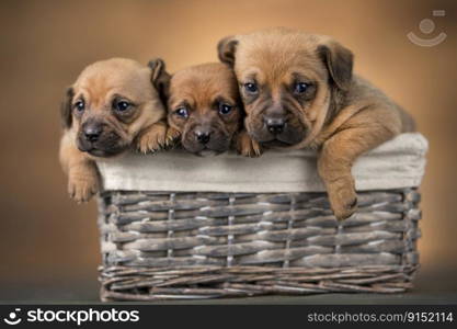 Beautiful puppies in a wicker basket