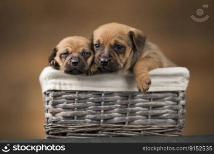 Beautiful puppies in a wicker basket