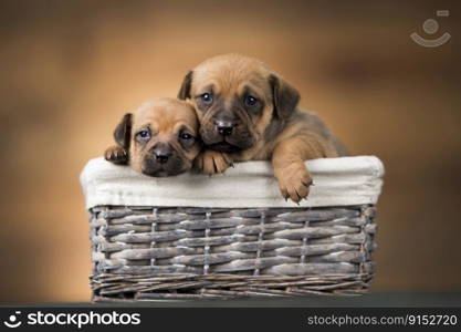 Beautiful puppies in a wicker basket