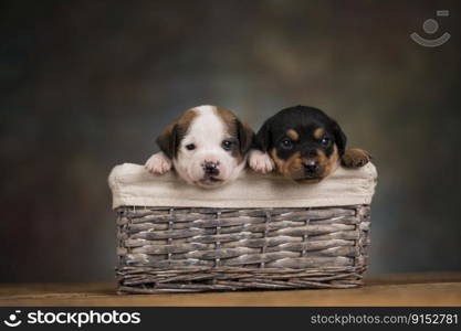 Beautiful puppies in a wicker basket
