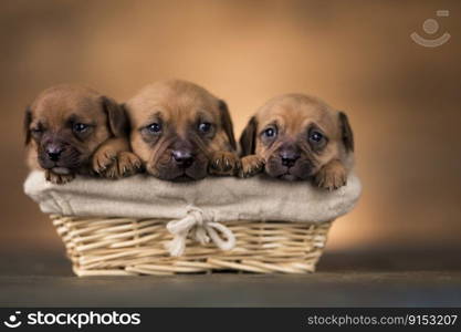 Beautiful puppies in a wicker basket