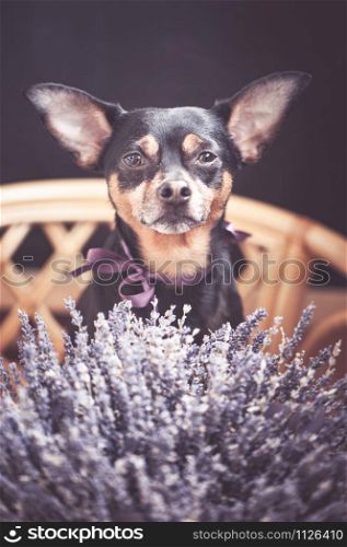 Beautiful puppy with a bouquet of lavender, looking at the camera, the theme of romantic congratulations