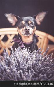 Beautiful puppy with a bouquet of lavender, looking at the camera, the theme of romantic congratulations