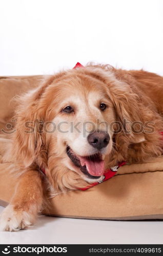 Beautiful purebred blond Golden Retriever