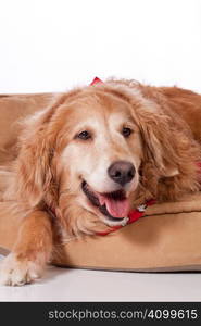 Beautiful purebred blond Golden Retriever