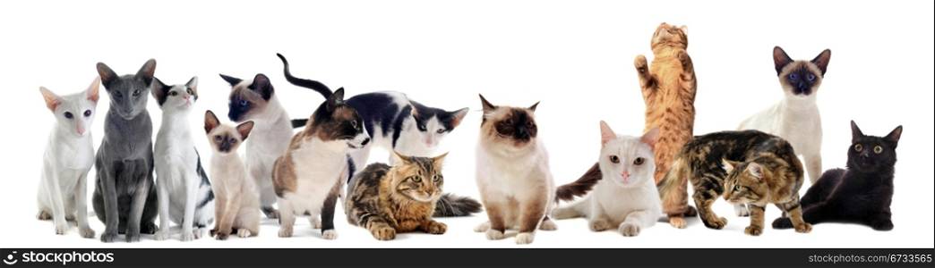 beautiful purebred cats on a white background