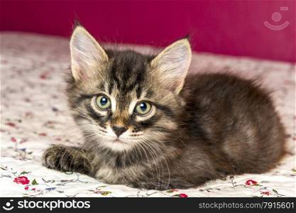 beautiful purebred kitten lying on the bed