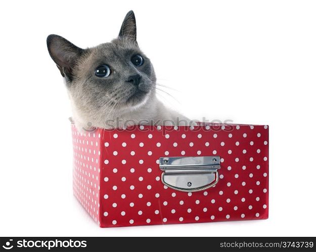 beautiful purebred siamese cat in box in front of white background