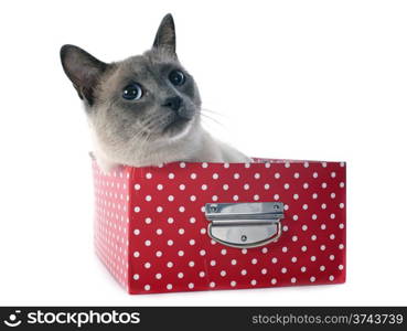 beautiful purebred siamese cat in box in front of white background