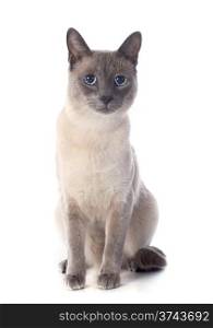 beautiful purebred siamese cat in front of white background