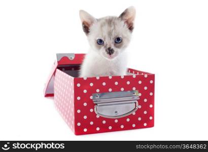 beautiful purebred siamese kitten in a box in front of white background