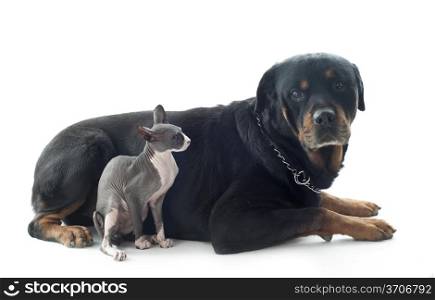 beautiful purebred sphynx cat and rottweiler in front of white background