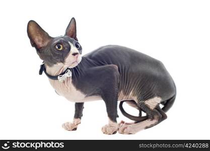 beautiful purebred sphynx cat in front of white background