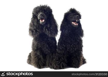 beautiful purebred toy poodles in front of a white background