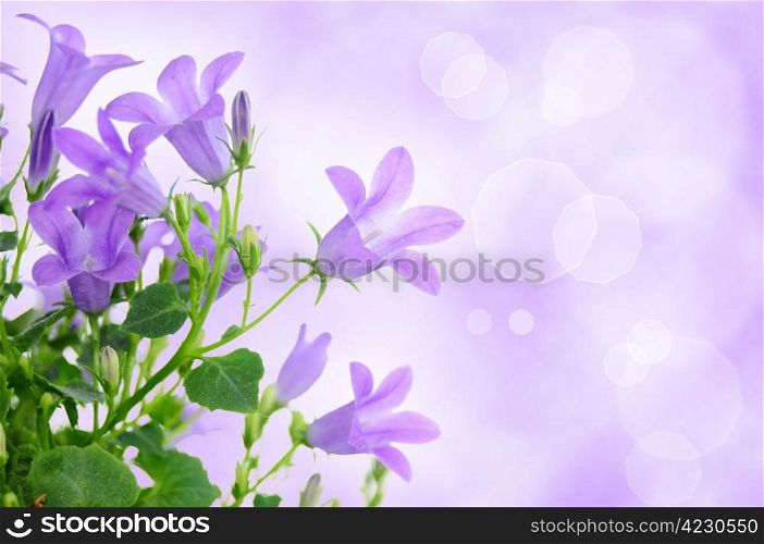 Beautiful purple background with campanula flowers