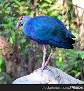 Beautiful purple bird, Purple Swamphen (Porphyrio porphyrio), stands on the log, side profile