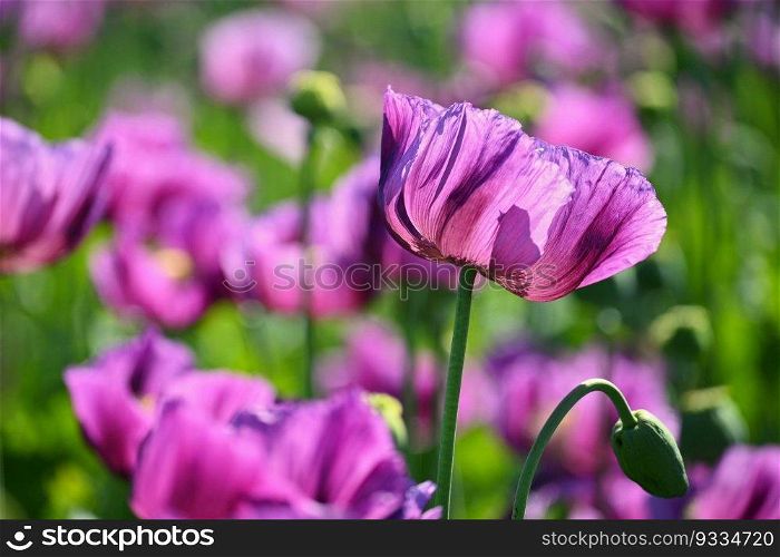 Beautiful purple blooming plants in a field on a summer sunny day. Winter poppy - Czech blue poppy.  Papaver somniferum 