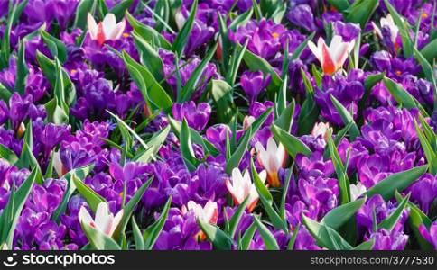 Beautiful purple crocuses and several white-red tulips (macro) in the spring time. Nature background.