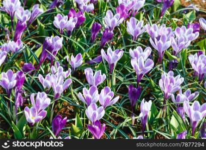 Beautiful purple crocuses (macro) in the spring time. Nature background.