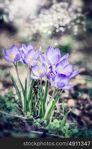 Beautiful purple crocuses , spring nature background