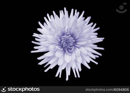 beautiful purple dahlia flower isolated on black background with rain drops in garden
