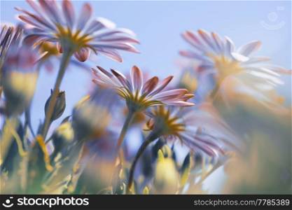 Beautiful Purple Daisy Flowers over Blue Clear Sky Background. Tender Wildflowers Field. Spring Flowers. Beauty and Freshness of Nature.. Beautiful Daisy Flowers