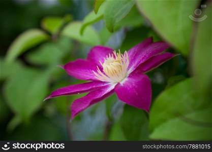 beautiful purple flower clematis. close-up