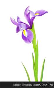 beautiful purple flower iris, isolated on white
