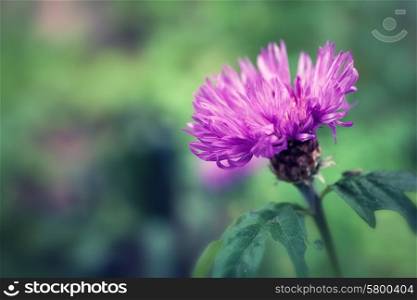 Beautiful purple flower of burdock close up