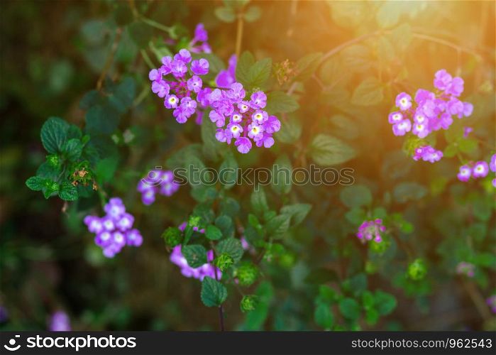 Beautiful purple flowerof Verbena bonariensis plant flower.
