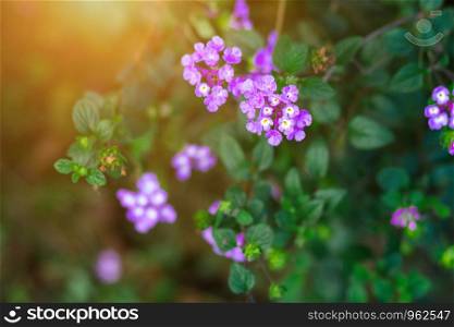 Beautiful purple flowerof Verbena bonariensis plant flower.