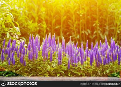 Beautiful purple flowers in sunlight