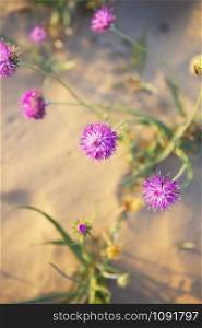 beautiful purple flowers in the desert sands.. beautiful purple flowers in the desert sands