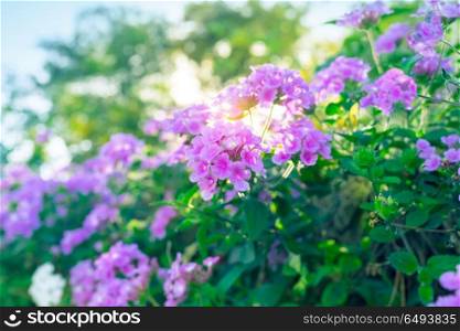 Beautiful purple flowers on the bush, abstract natural background, beauty of floral garden blooming, spring time season, rebirth of nature after long winter. Floral bush