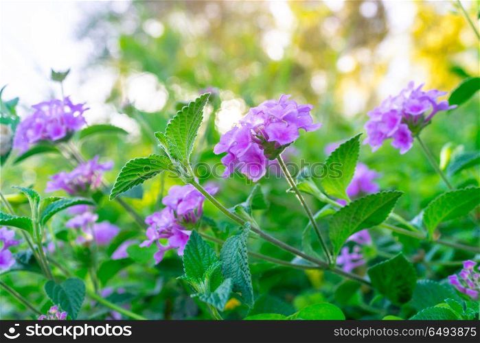 Beautiful purple flowers on the bush, abstract natural background, beauty of floral garden blooming, spring time season. Beautiful purple flowers on the bush